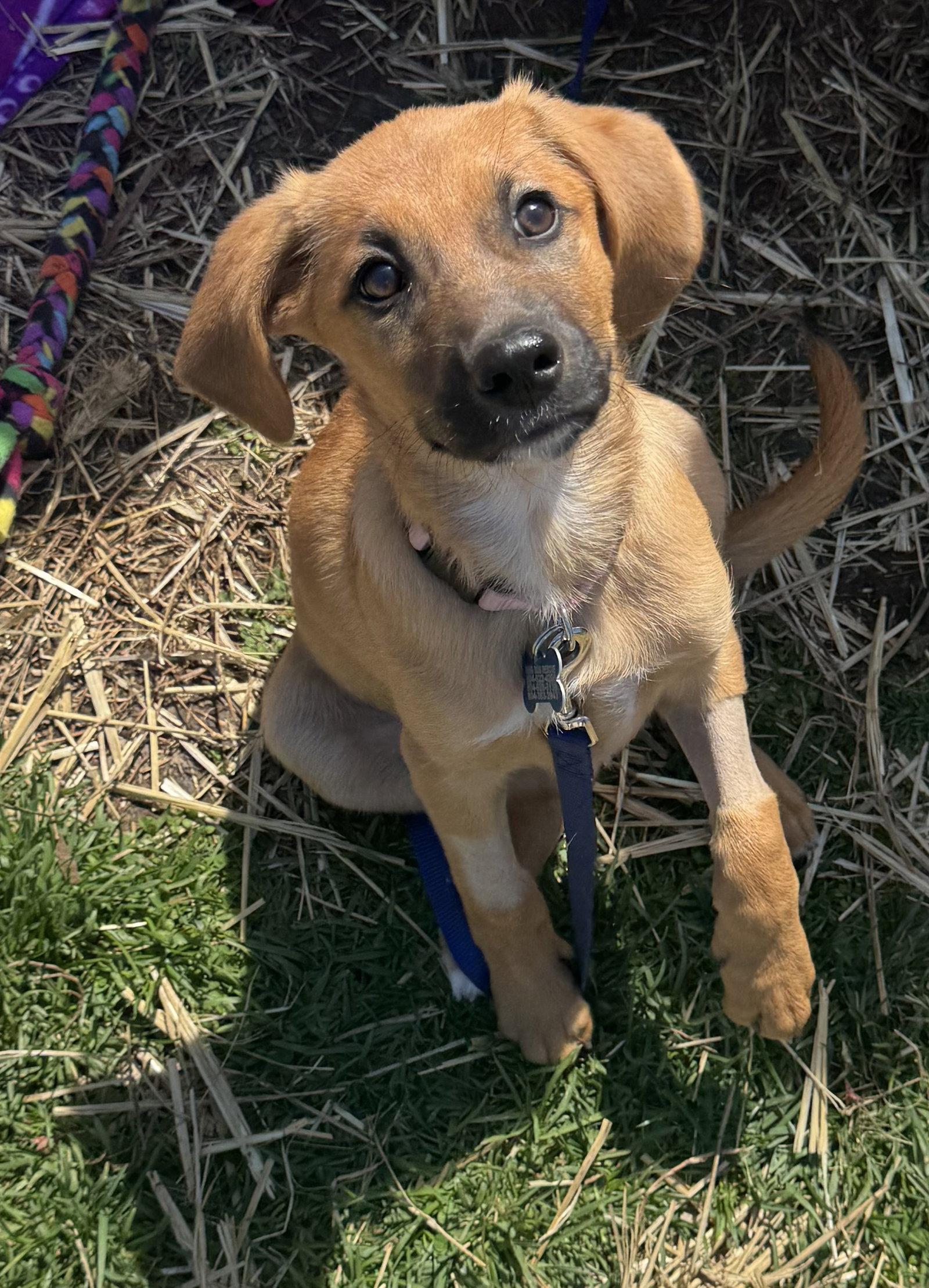 Enlarge Hera, a Adoptable mixed breed in Richmond, VA image 2/3