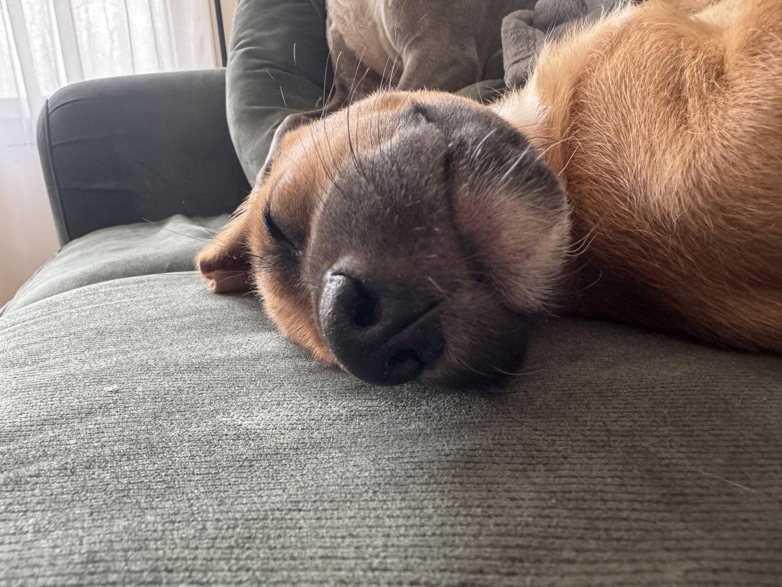 Enlarge Hera, a Adoptable mixed breed in Richmond, VA image 3/3