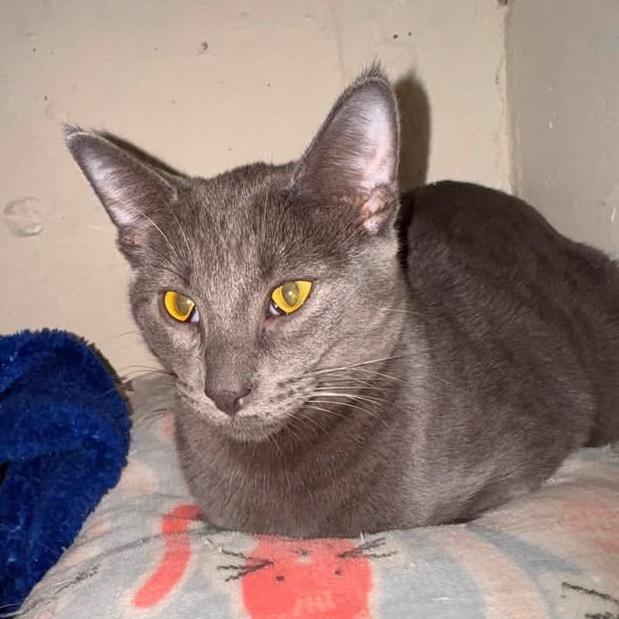Yoda, Adoptable, Young Male Domestic Short Hair.
