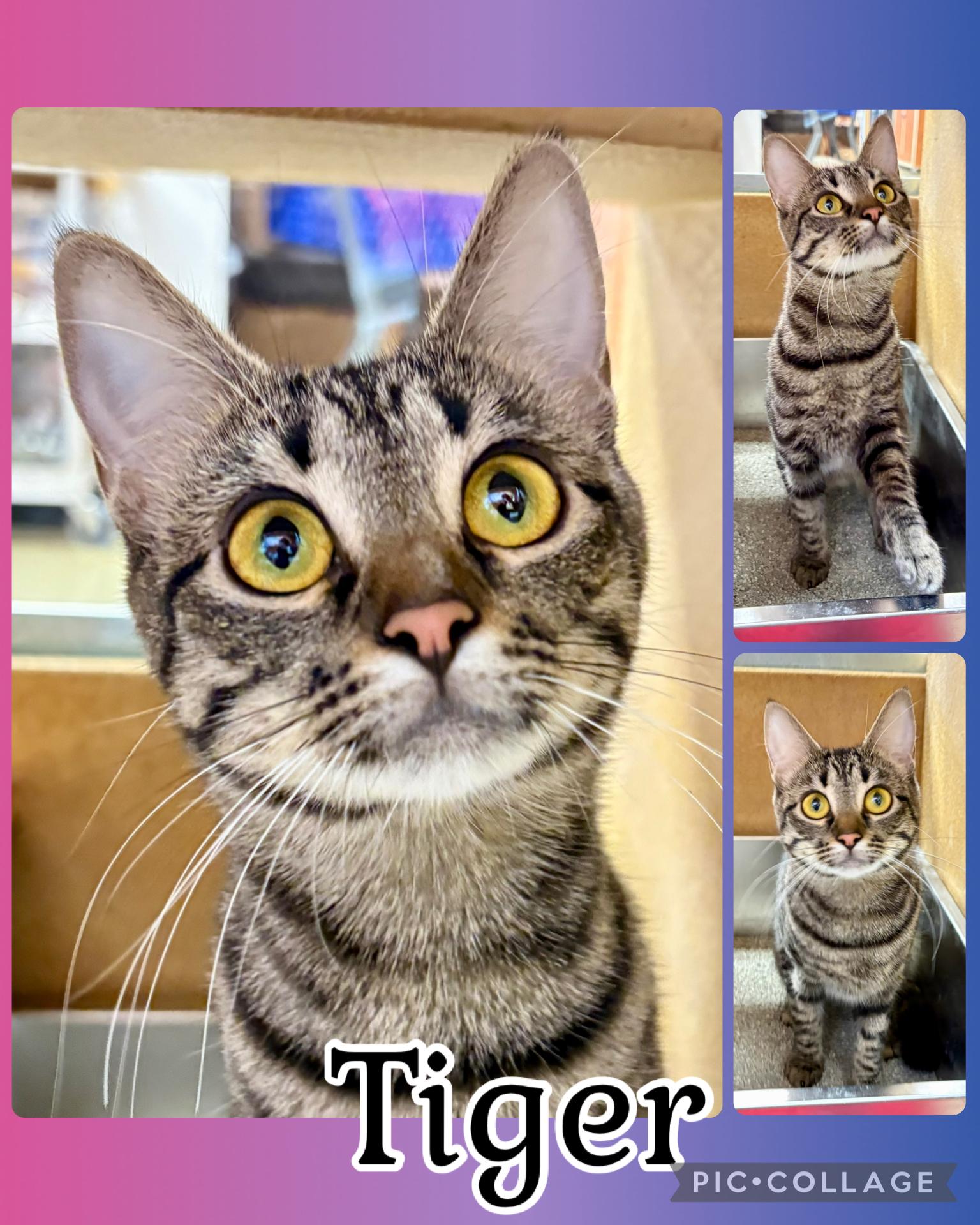 Enlarge TIGER, a ADOPTABLE Tabby in Lawton, OK image 1/1