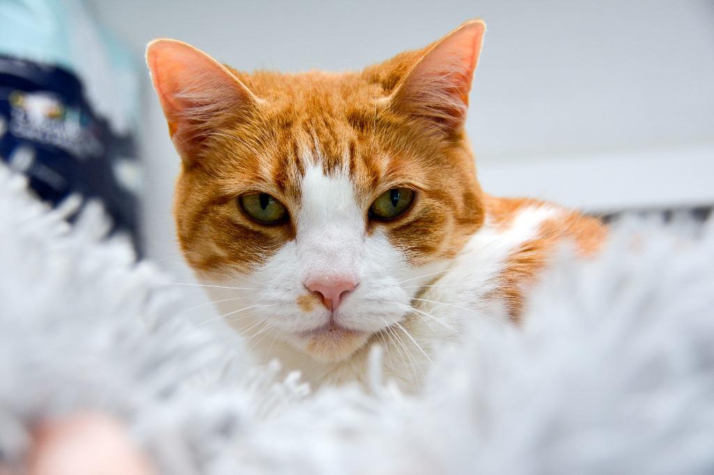 SOLANA, Adoptable, Senior Female Domestic Short Hair.