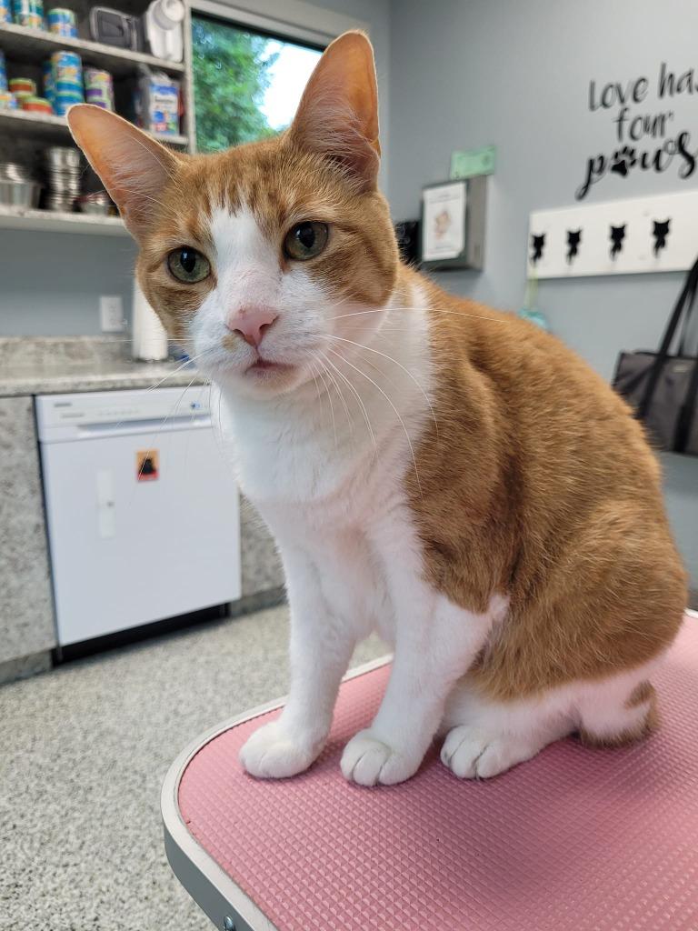 SOLANA, Adoptable, Senior Female Domestic Short Hair.