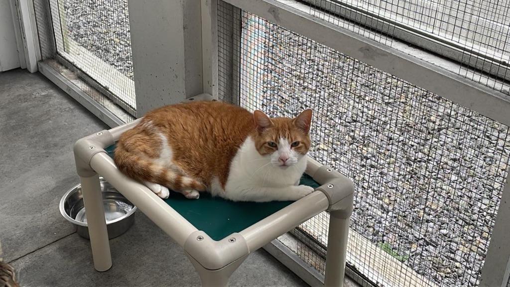 SOLANA, Adoptable, Senior Female Domestic Short Hair.