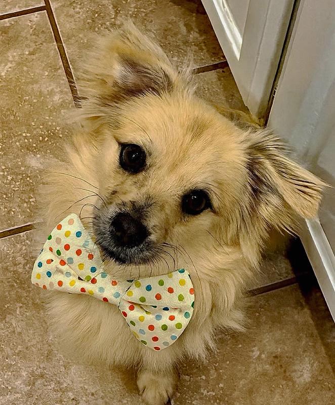 Archie, an adopted mixed breed in Oklahoma City, OK image 1/4