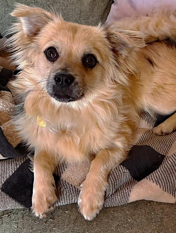 Archie, an adopted mixed breed in Oklahoma City, OK image 2/4