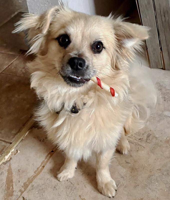 Archie, an adopted mixed breed in Oklahoma City, OK image 3/4