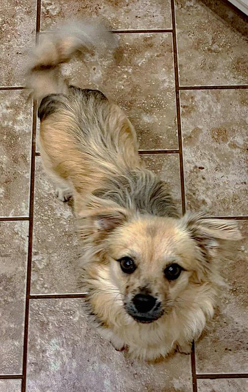 Archie, an adopted mixed breed in Oklahoma City, OK image 4/4