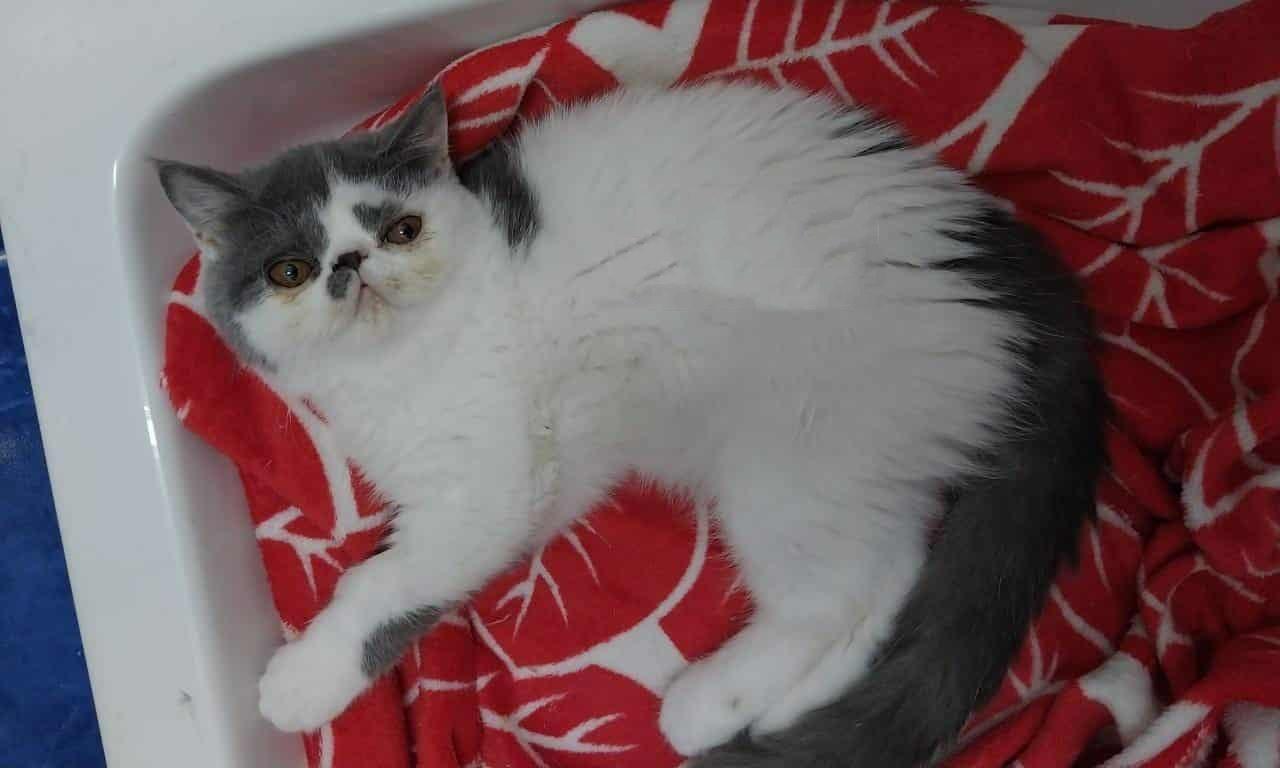 Tammy & Zoe (Exotic Shorthair), an adopted Exotic Shorthair in Fairfax, VA image 1/6