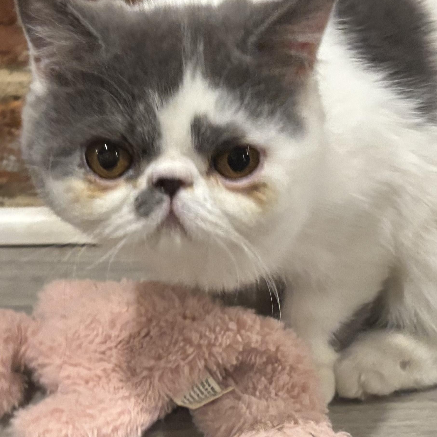 Tammy & Zoe (Exotic Shorthair), an adopted Exotic Shorthair in Fairfax, VA image 6/6
