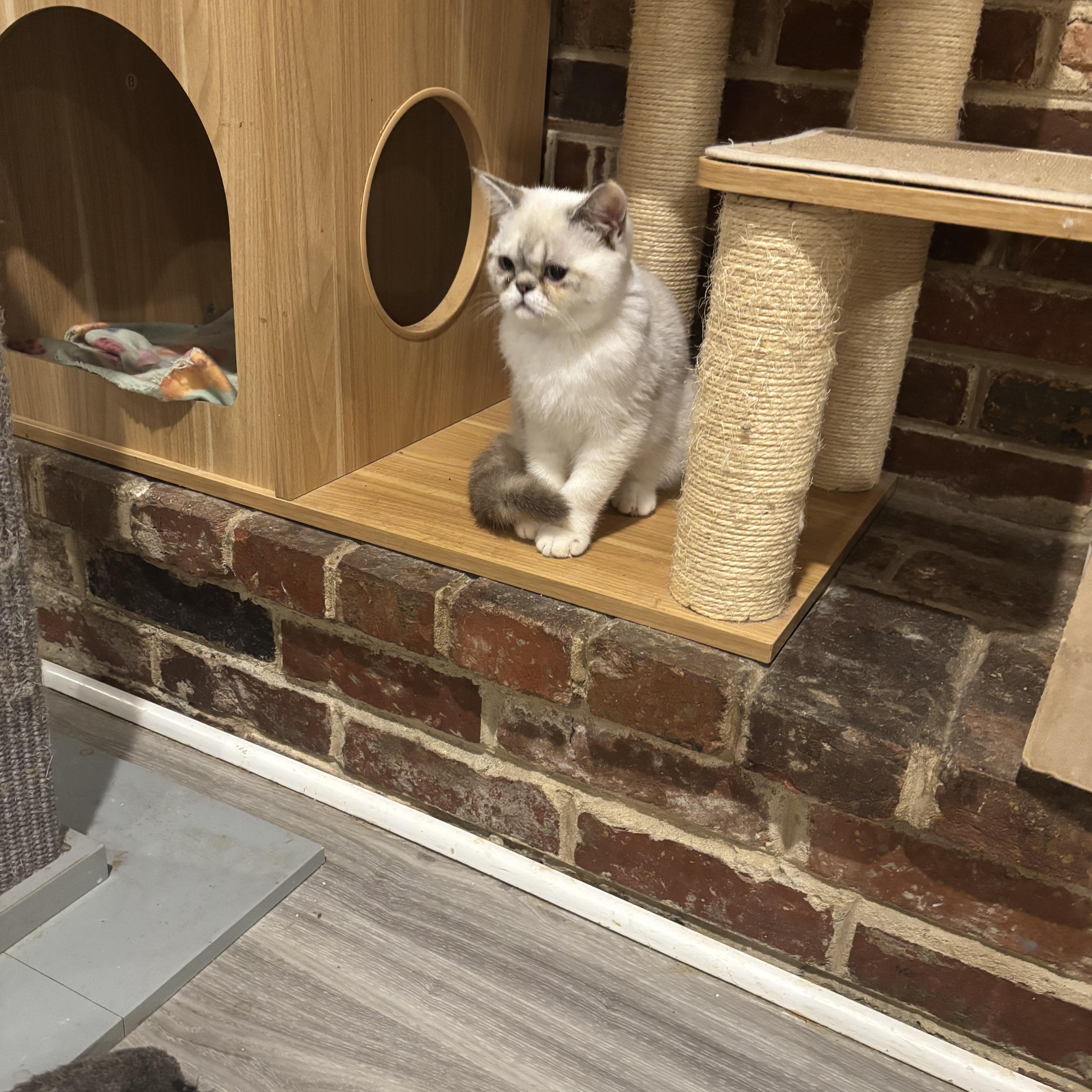 Tammy & Zoe (Exotic Shorthair), an adopted Exotic Shorthair in Fairfax, VA image 4/6