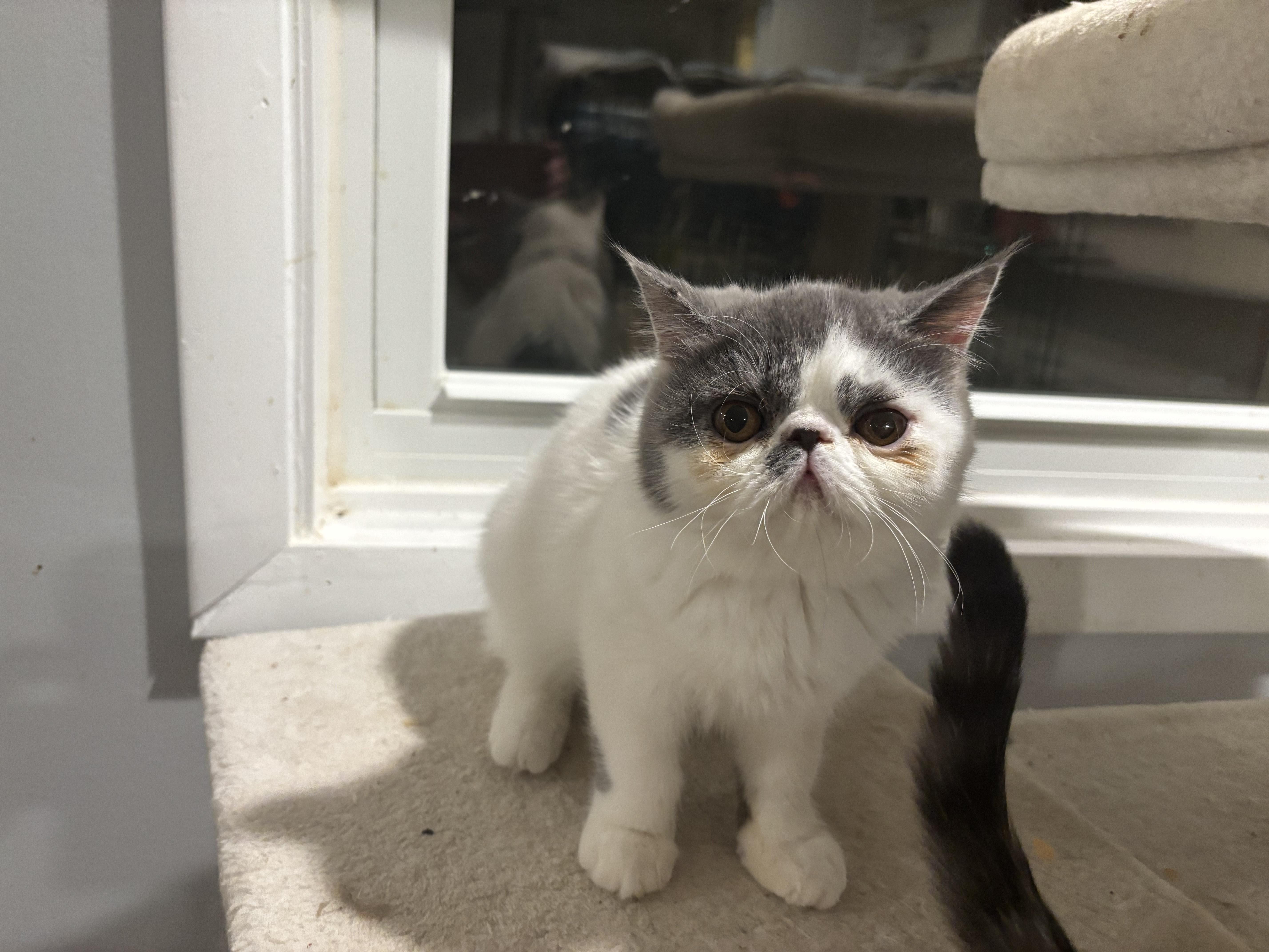 Tammy & Zoe (Exotic Shorthair), an adopted Exotic Shorthair in Fairfax, VA image 3/6