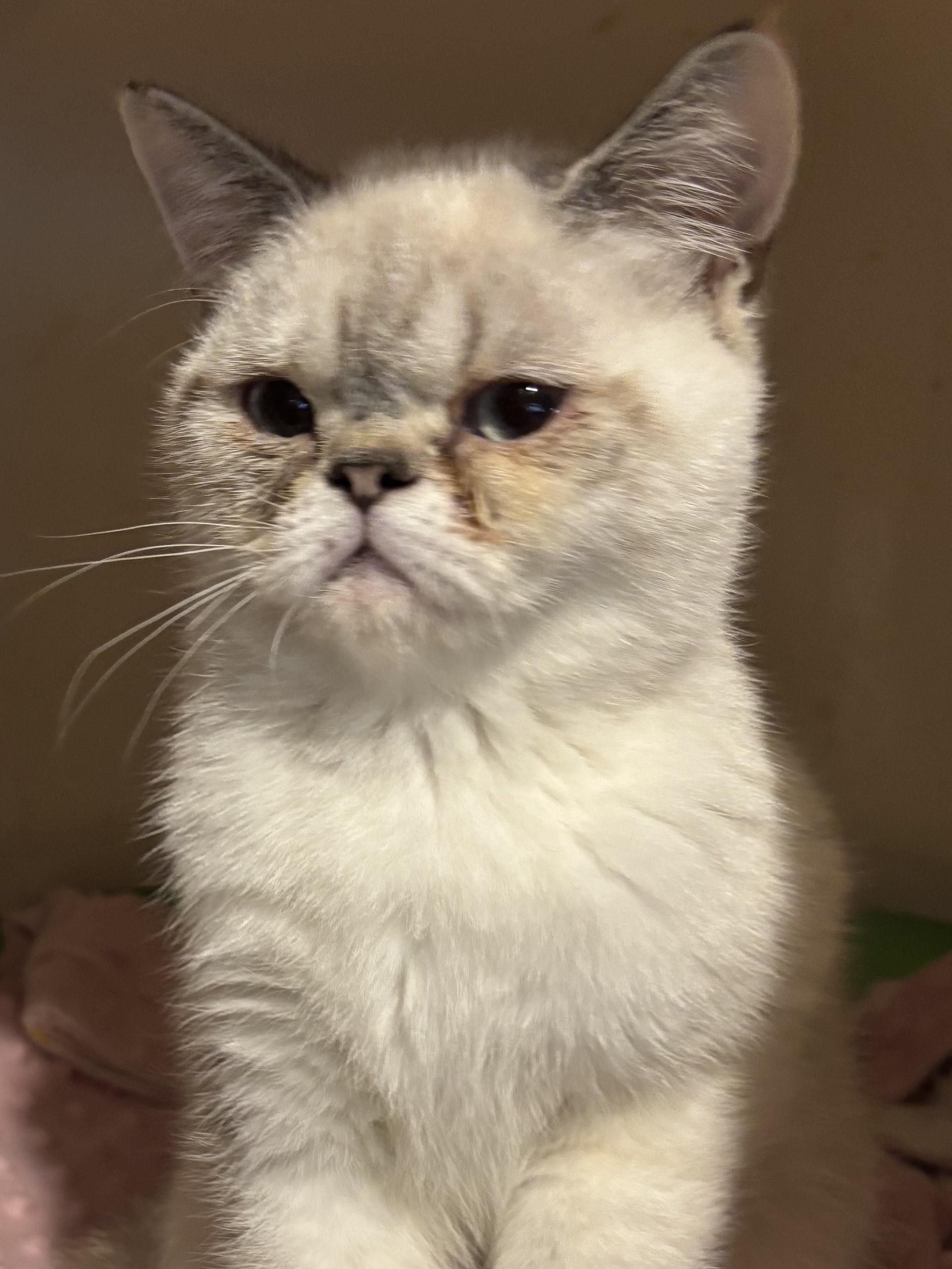 Tammy & Zoe (Exotic Shorthair), an adopted Exotic Shorthair in Fairfax, VA image 2/6
