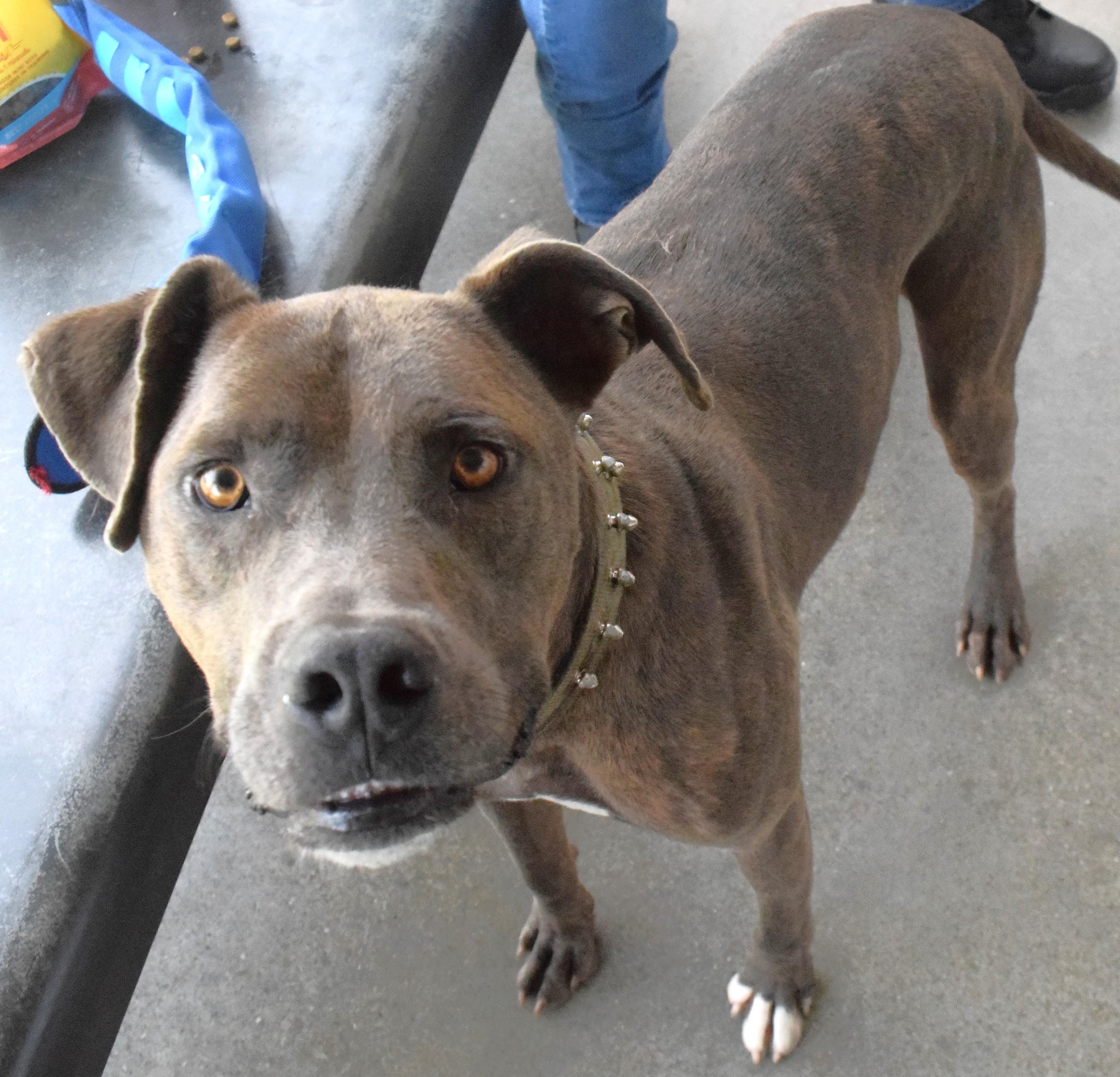 Enlarge 22502, a ADOPTABLE mixed breed in Broken Arrow, OK image 1/1