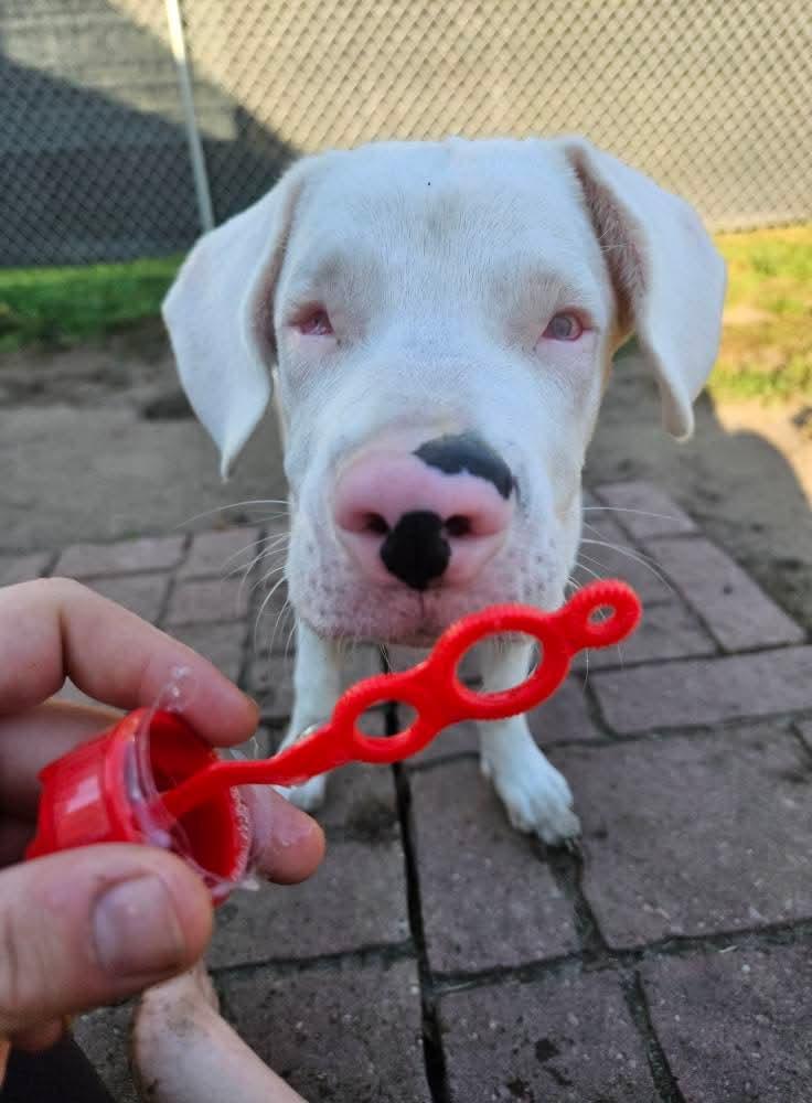 Wendy, adopted, Young Female Australian Shepherd.