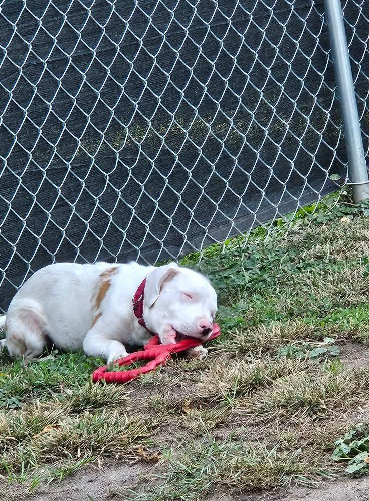 Enlarge Wendy, an adopted Australian Shepherd in Sturgis, MI image 2/6