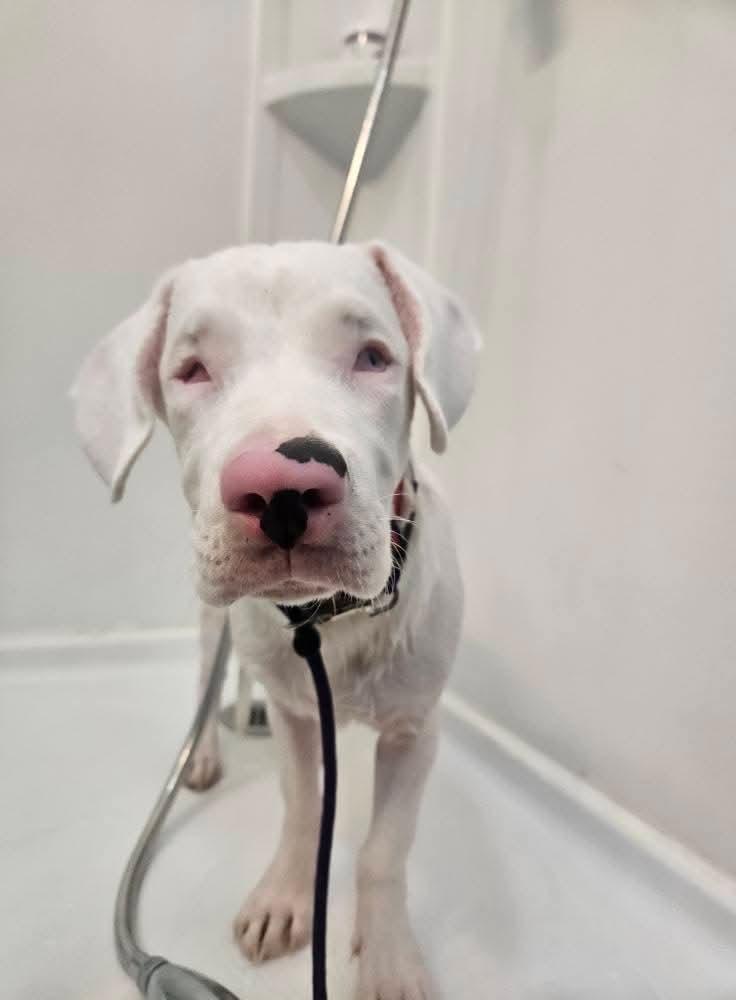 Enlarge Wendy, an adopted Australian Shepherd in Sturgis, MI image 4/6