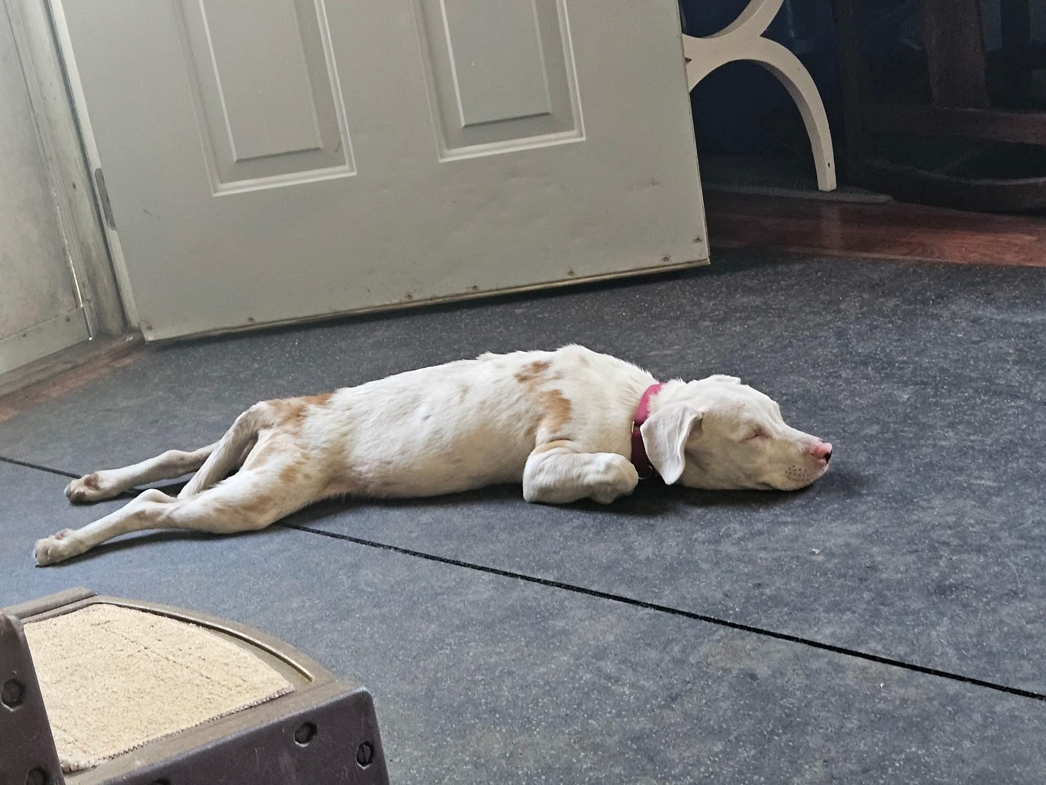 Enlarge Wendy, an adopted Australian Shepherd in Sturgis, MI image 6/6