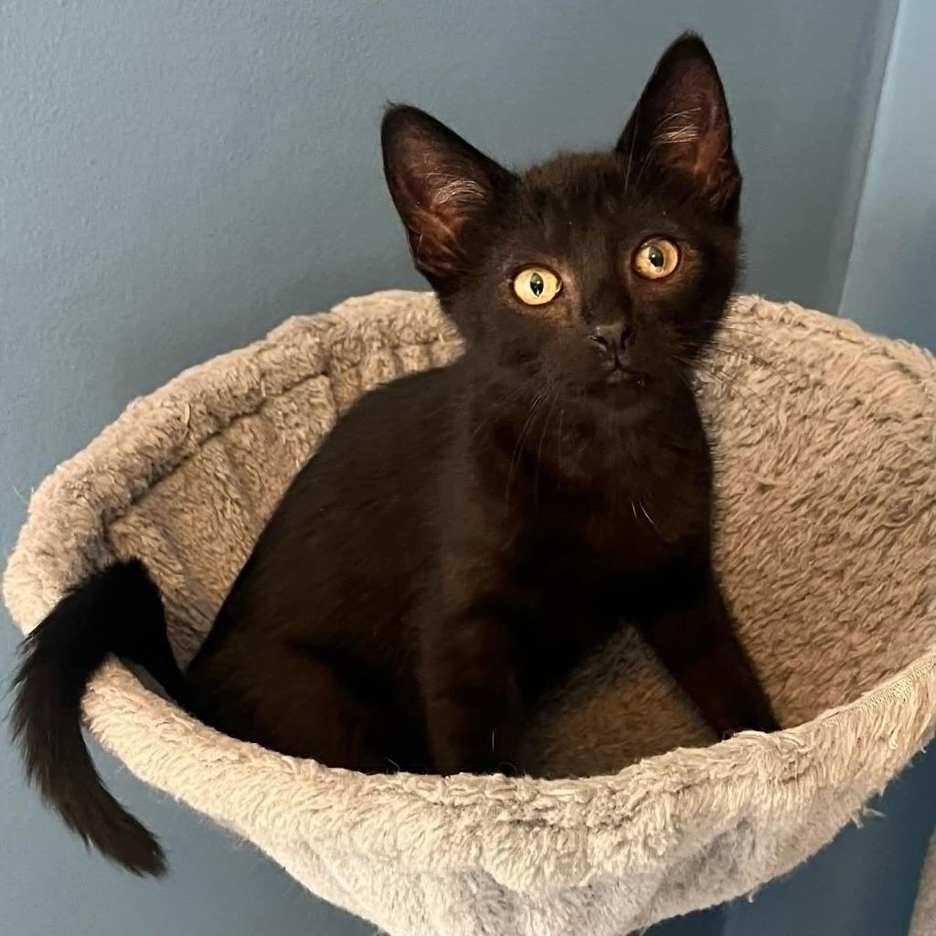 Slinky, a Adoptable mixed breed in Urbandale, IA image 1/3