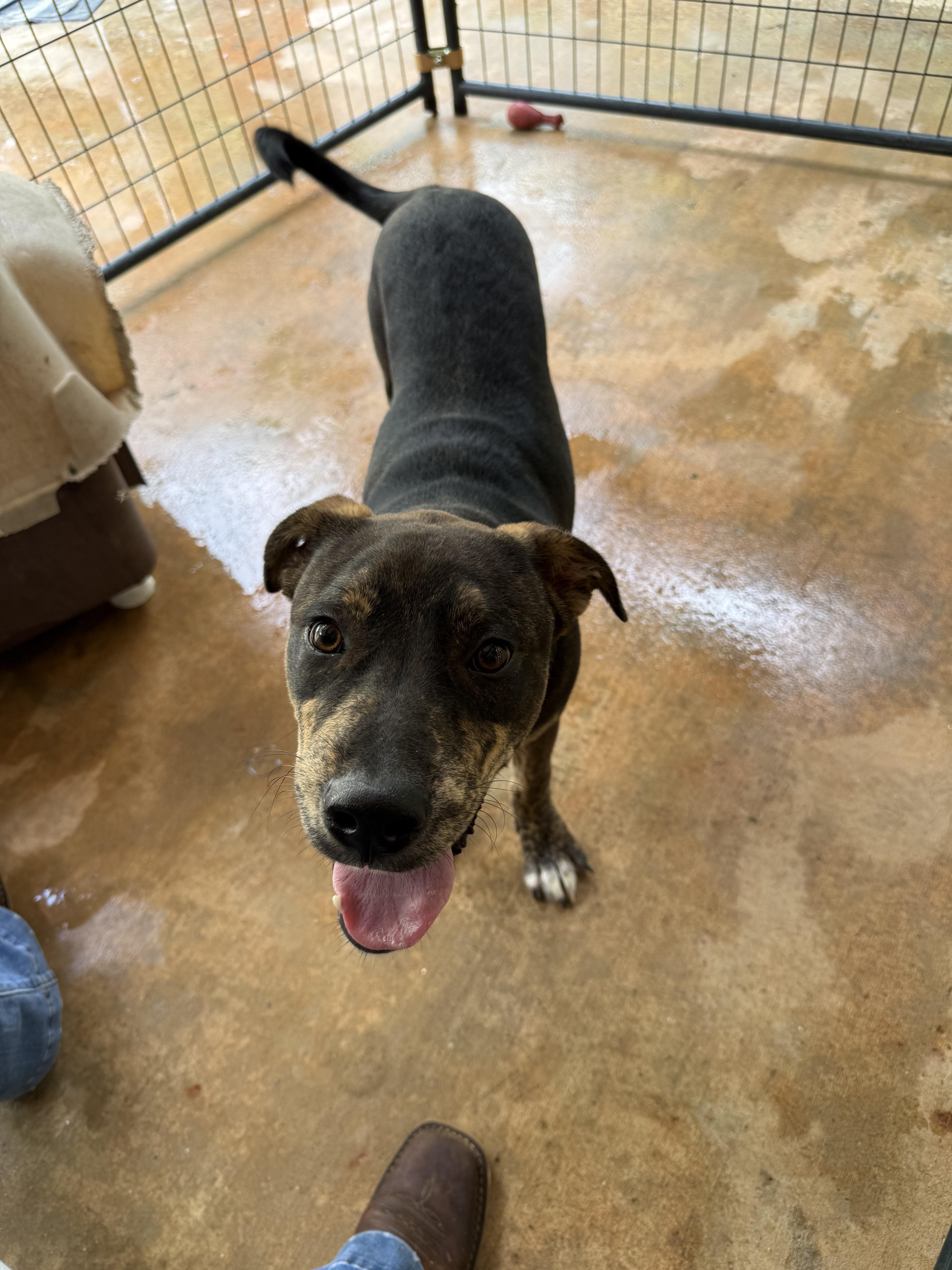 Dicky, Adoptable, Young Male Mixed Breed.