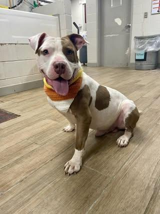 Levi, a Adopted Pit Bull Terrier in Rowlett, TX image 1/3