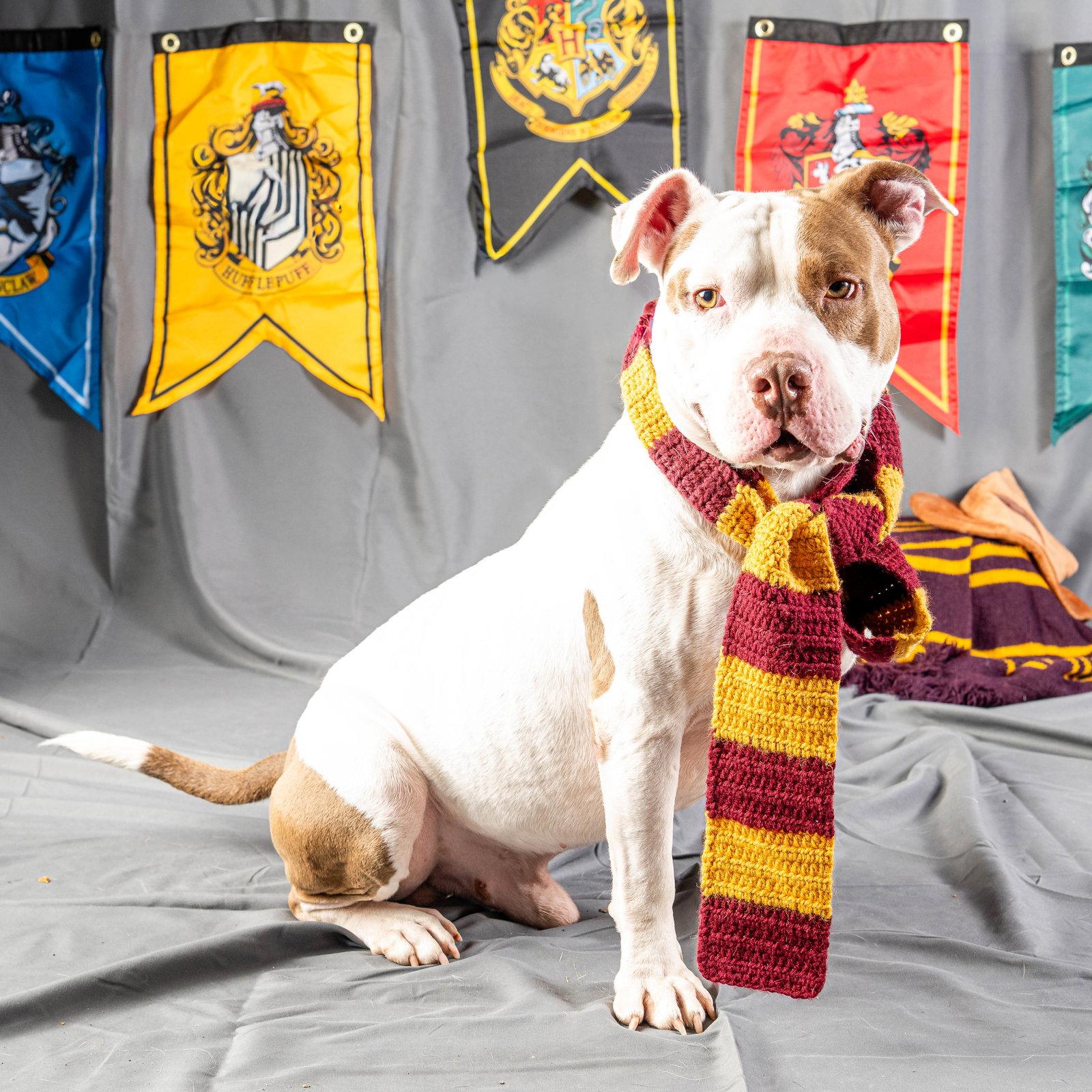 Levi, a Adopted Pit Bull Terrier in Rowlett, TX image 2/3