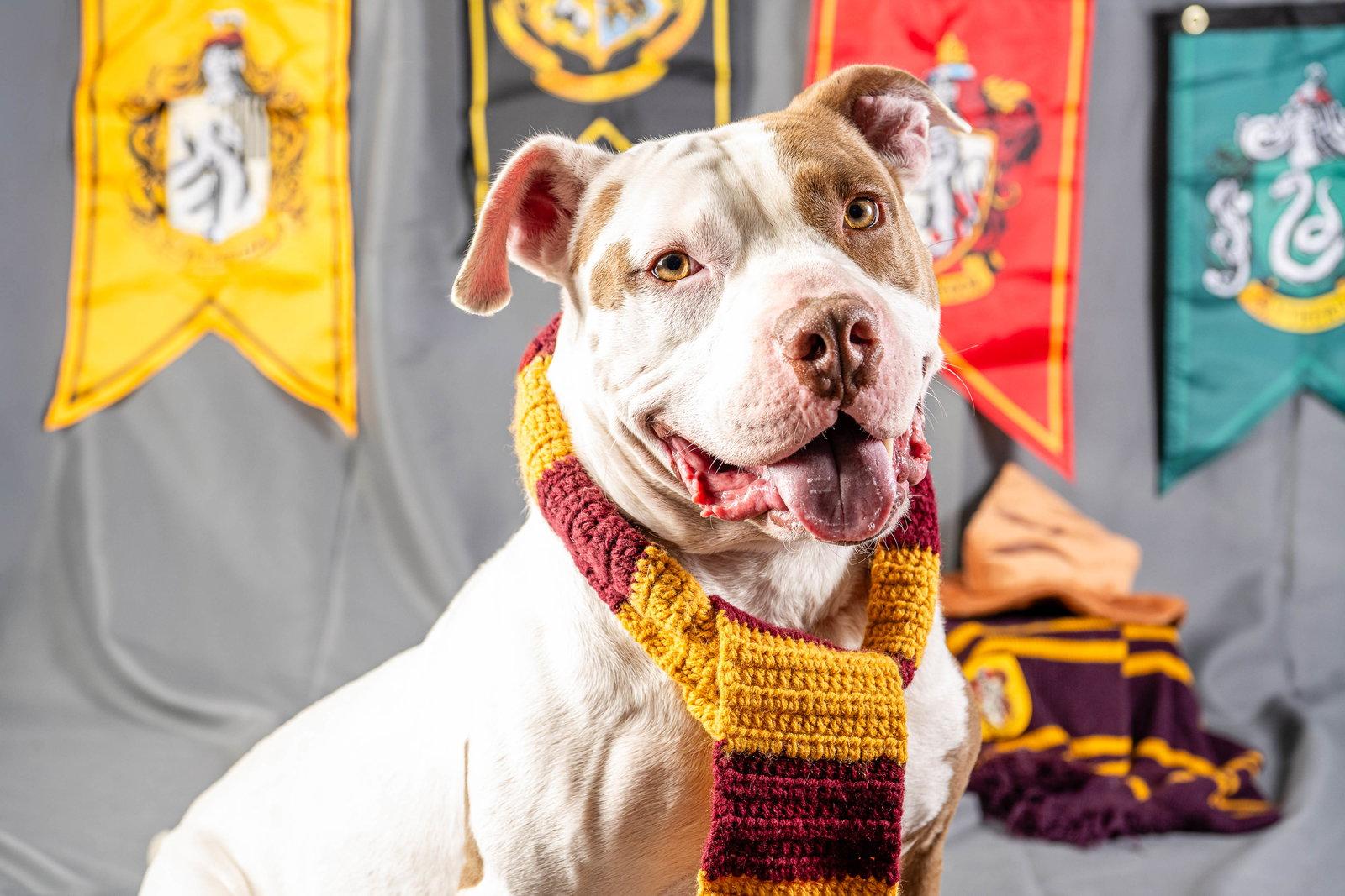 Levi, a Adopted Pit Bull Terrier in Rowlett, TX image 3/3