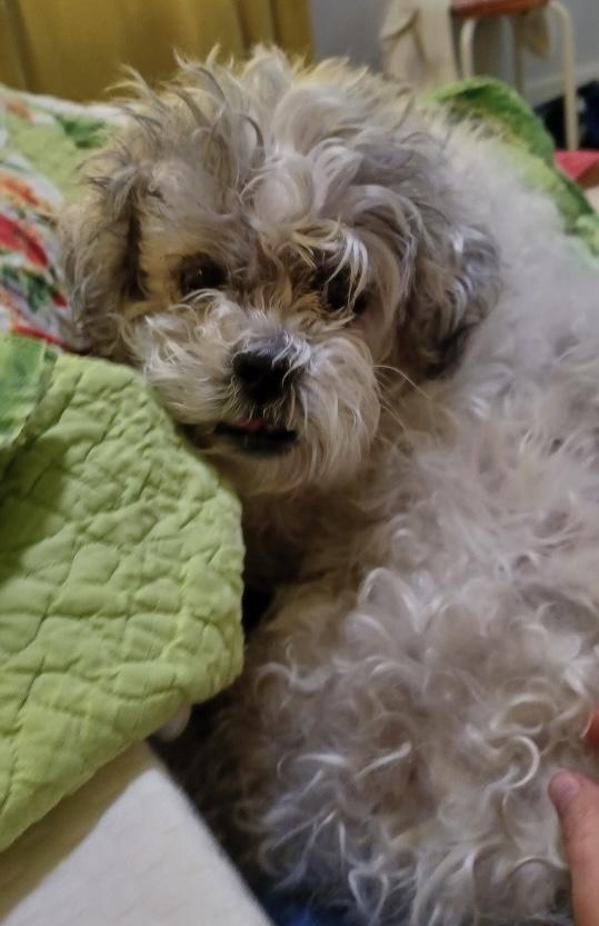 Enlarge Arfie, a Adoptable Shih Tzu in Cape Coral, FL image 6/6