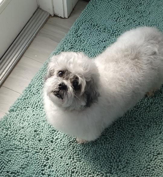 Enlarge Arfie, a Adoptable Shih Tzu in Cape Coral, FL image 5/6