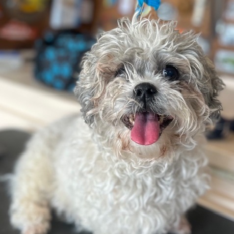 Enlarge Arfie, a Adoptable Shih Tzu in Cape Coral, FL image 2/6