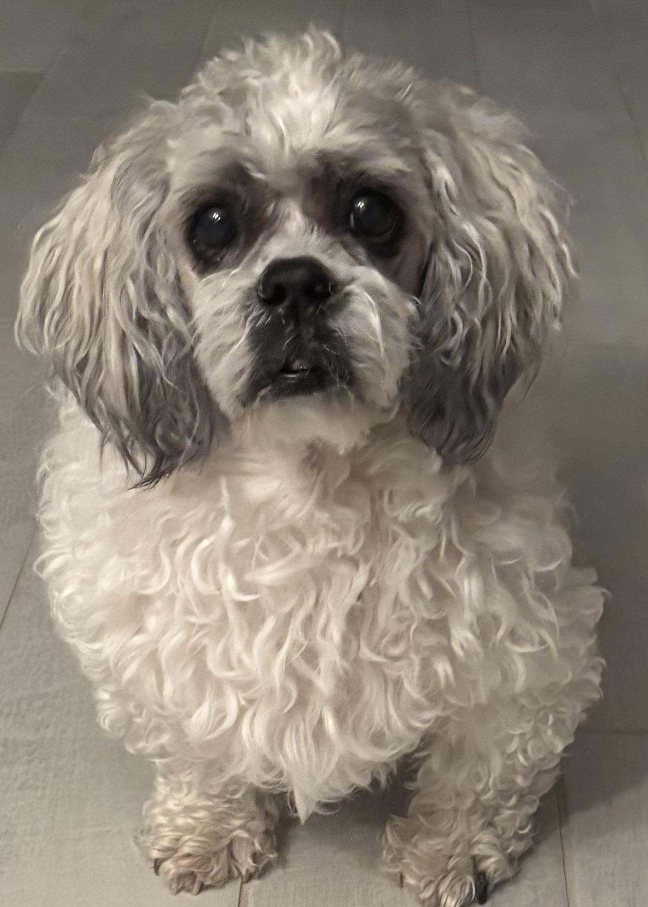 Enlarge Arfie, a Adoptable Shih Tzu in Cape Coral, FL image 4/6