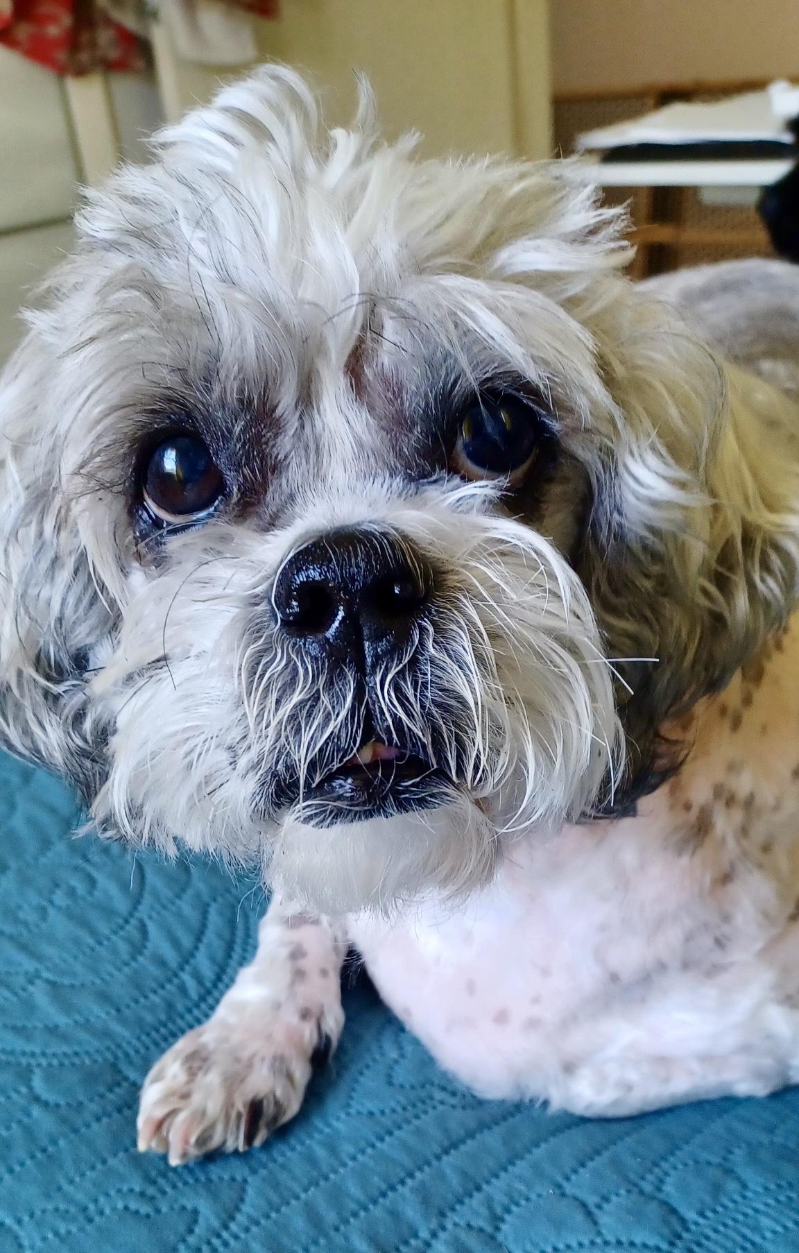 Enlarge Arfie, a Adoptable Shih Tzu in Cape Coral, FL image 1/6