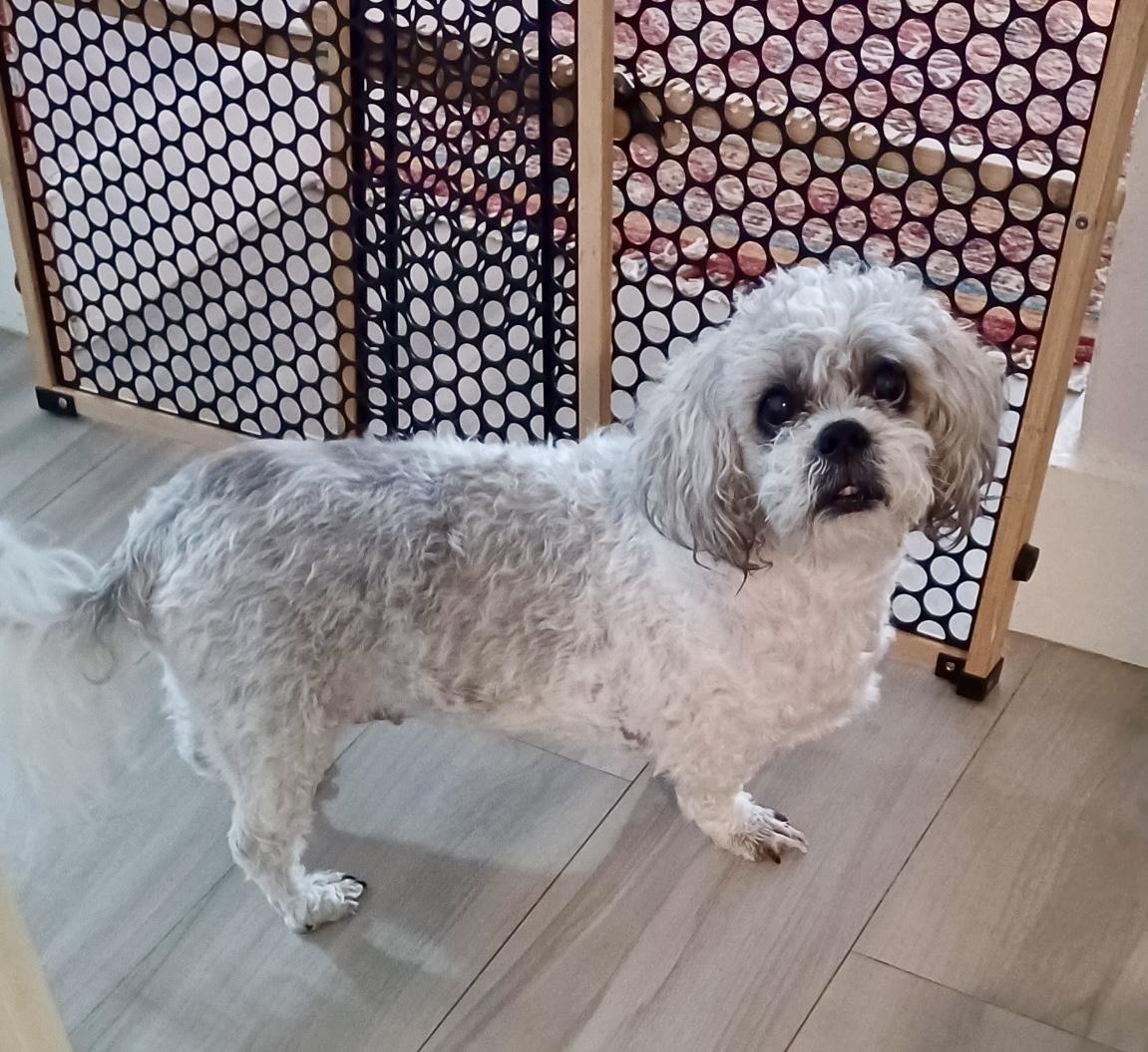 Enlarge Arfie, a Adoptable Shih Tzu in Cape Coral, FL image 3/6