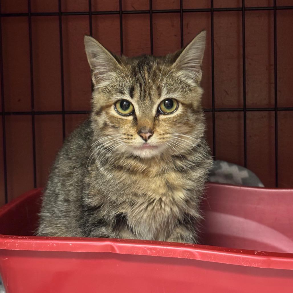 Enlarge Aura (In Foster), a Adoptable Domestic Short Hair in Vineland, NJ image 1/1