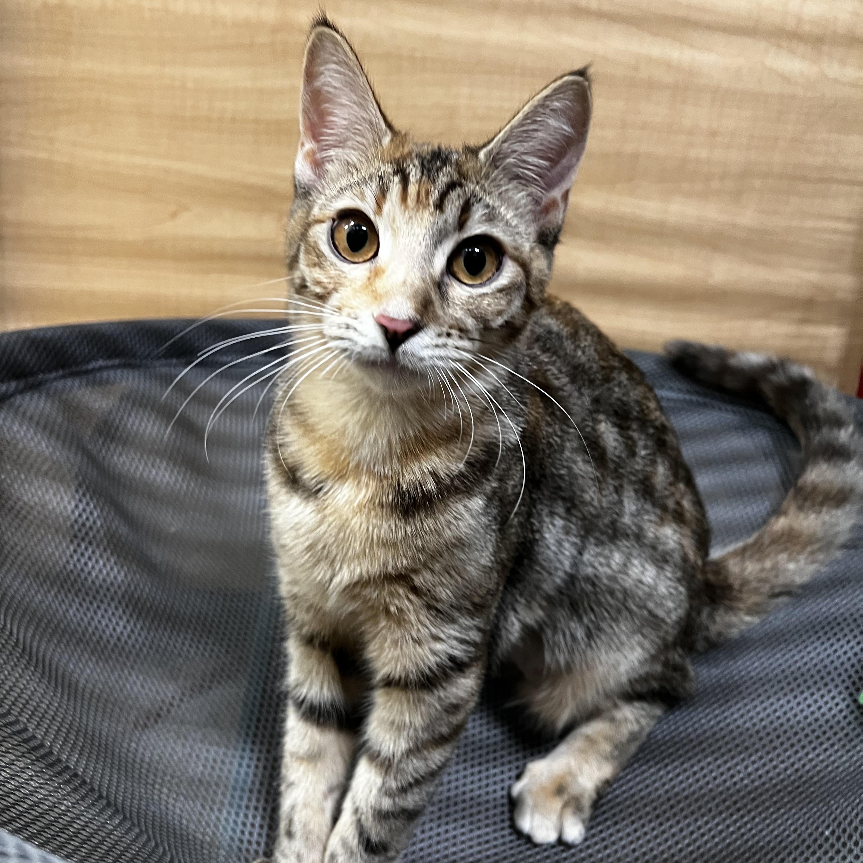 Enlarge Suzie, a ADOPTABLE Domestic Short Hair in Manchester, NH image 1/3