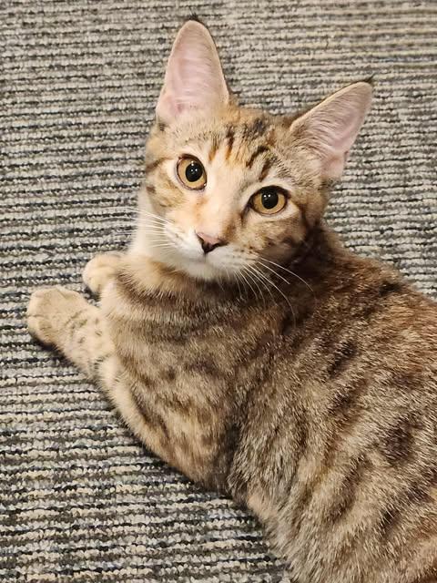 Enlarge Suzie, a ADOPTABLE Domestic Short Hair in Manchester, NH image 2/3