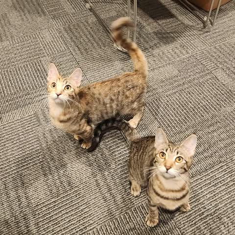 Enlarge Suzie, a ADOPTABLE Domestic Short Hair in Manchester, NH image 3/3