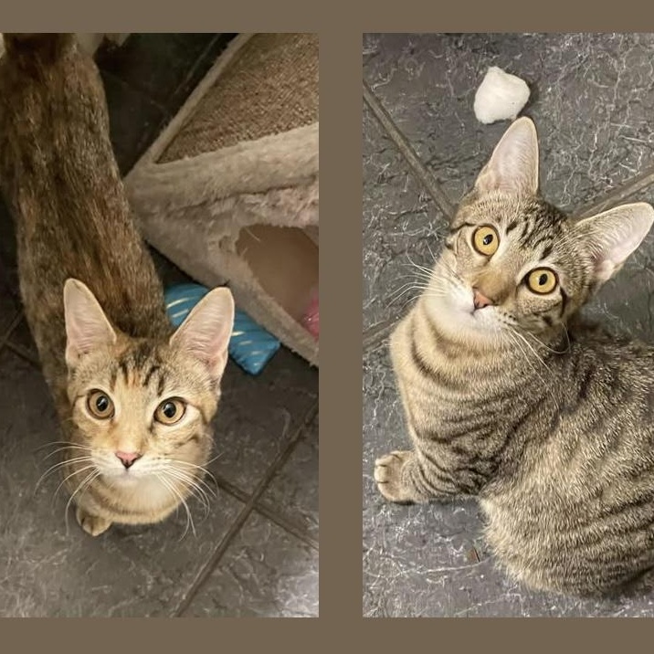 Suzie & Sadie - Bonded sisters , adopted, Kitten Female Domestic Short Hair.