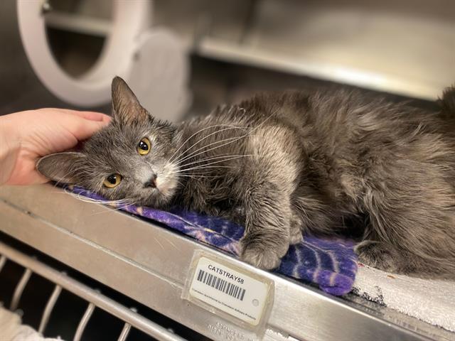 Enlarge CRICKET, a Adoptable Domestic Medium Hair in Fort Wayne, IN image 1/1