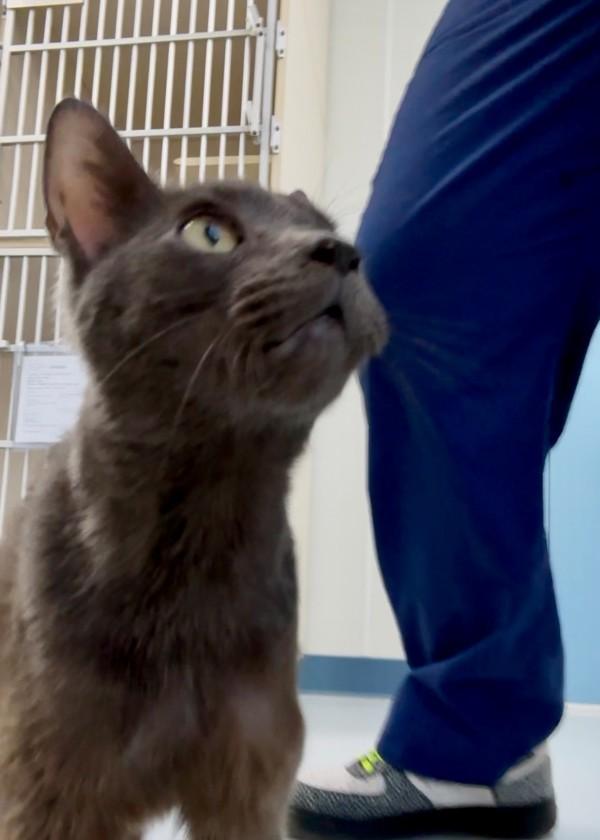 Itty, Adoptable, Adult Female Domestic Short Hair.