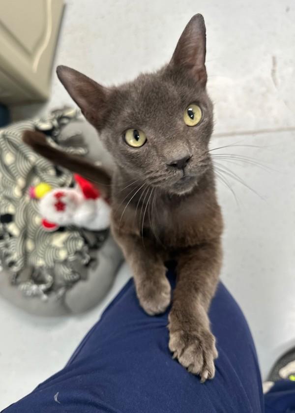 Enlarge Itty, a Adoptable mixed breed in Skillman, NJ image 2/3