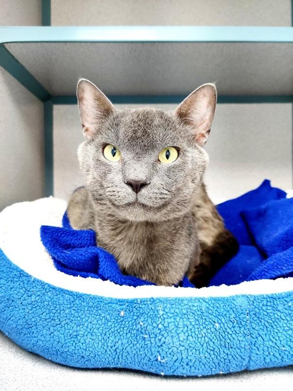 Enlarge Itty, a Adoptable mixed breed in Skillman, NJ image 1/1