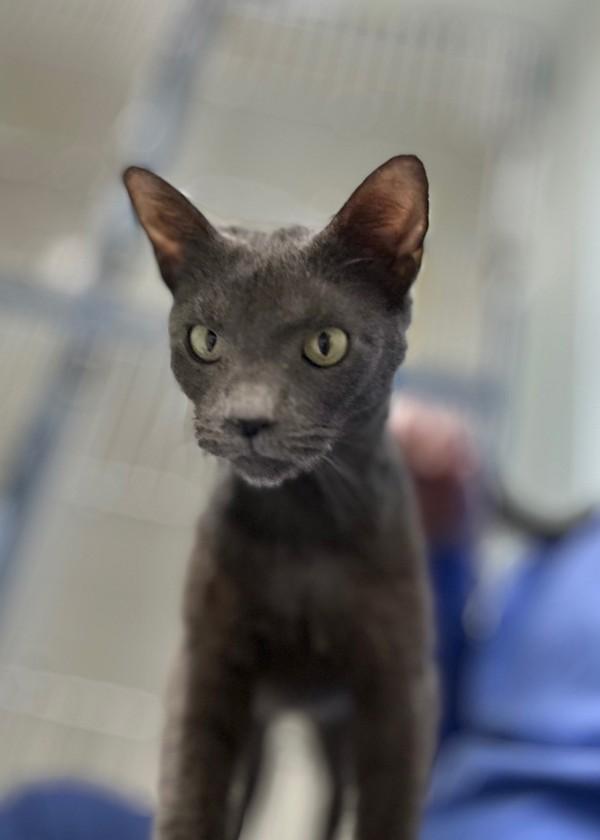 Enlarge Itty, a Adoptable mixed breed in Skillman, NJ image 3/3