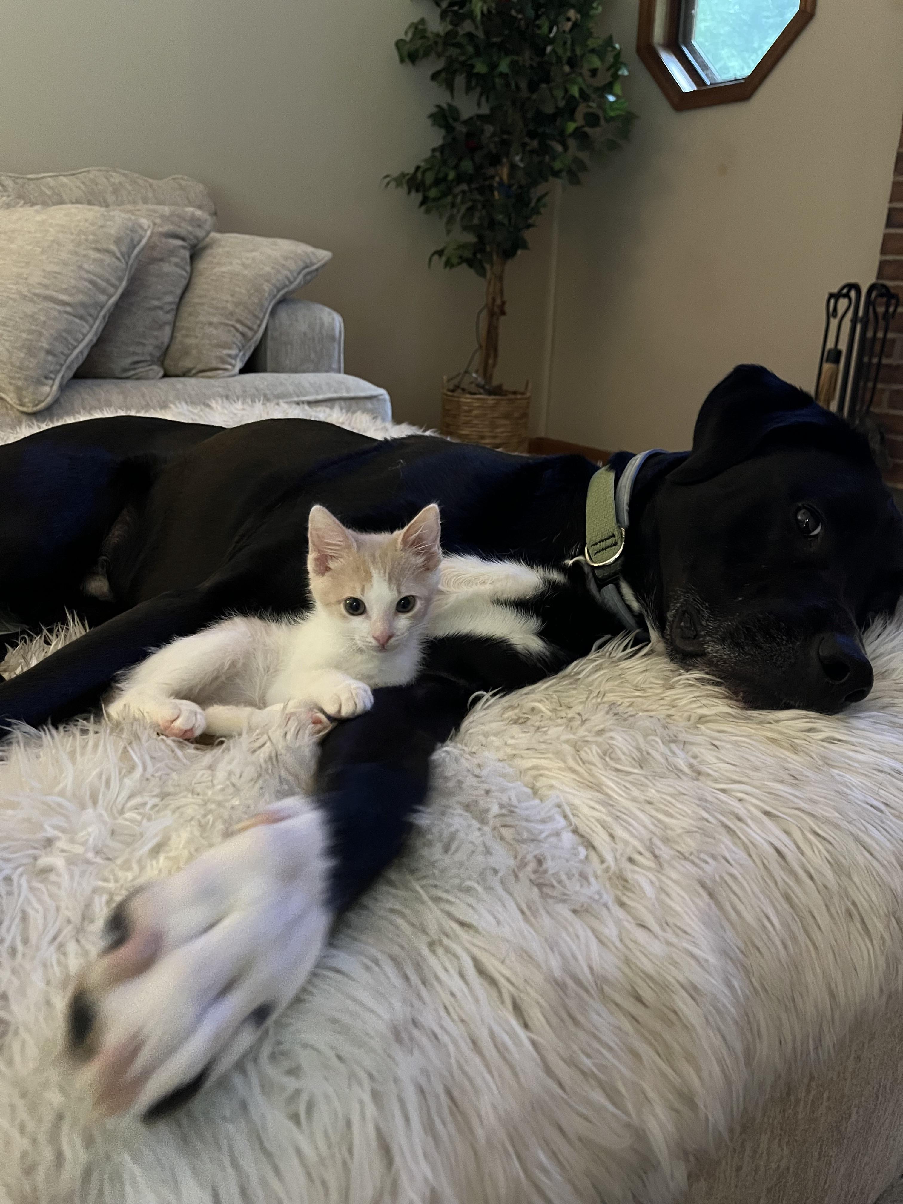 Lionel And Sargent thumbnail 2