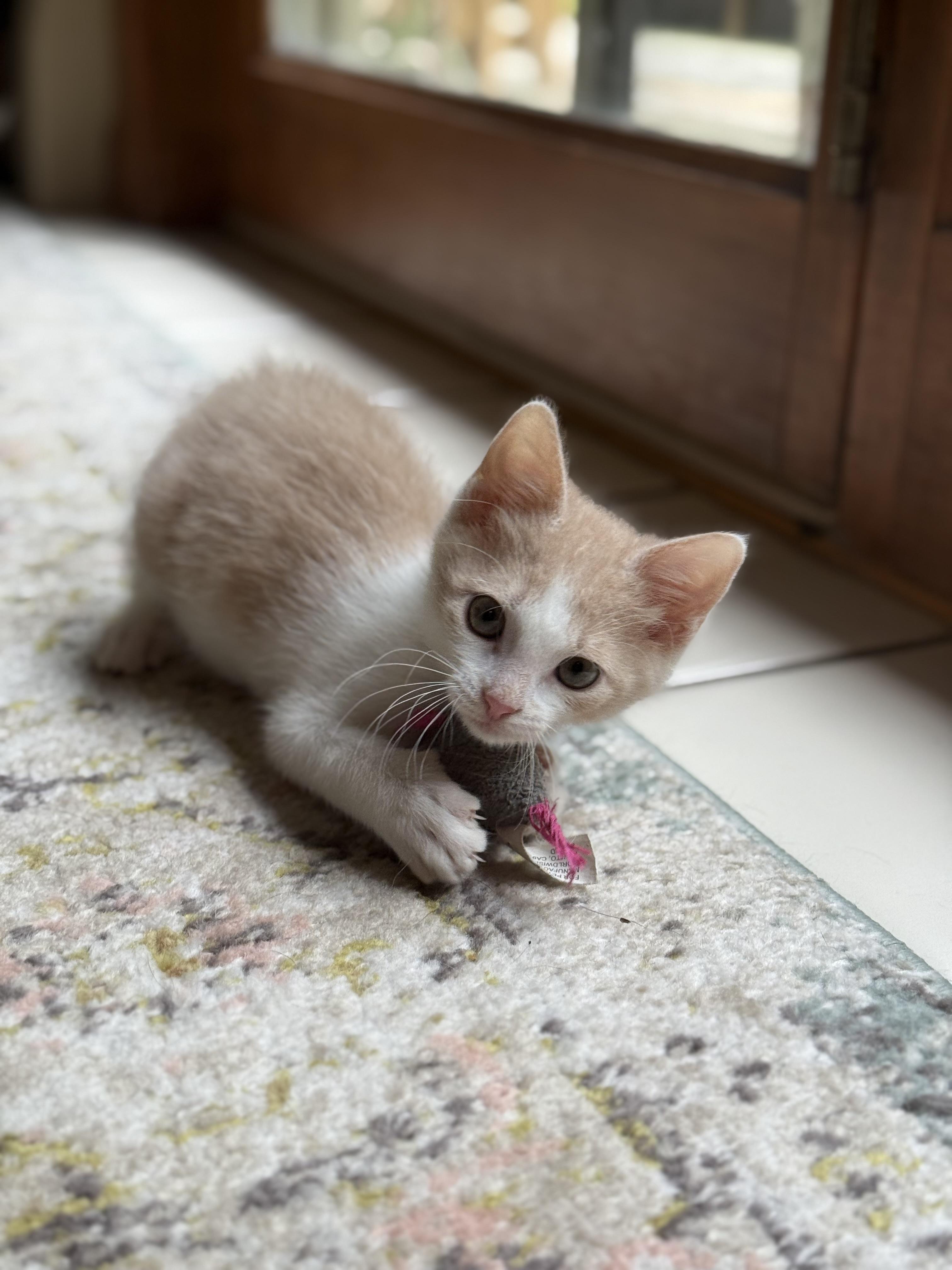 Lionel And Sargent thumbnail 5