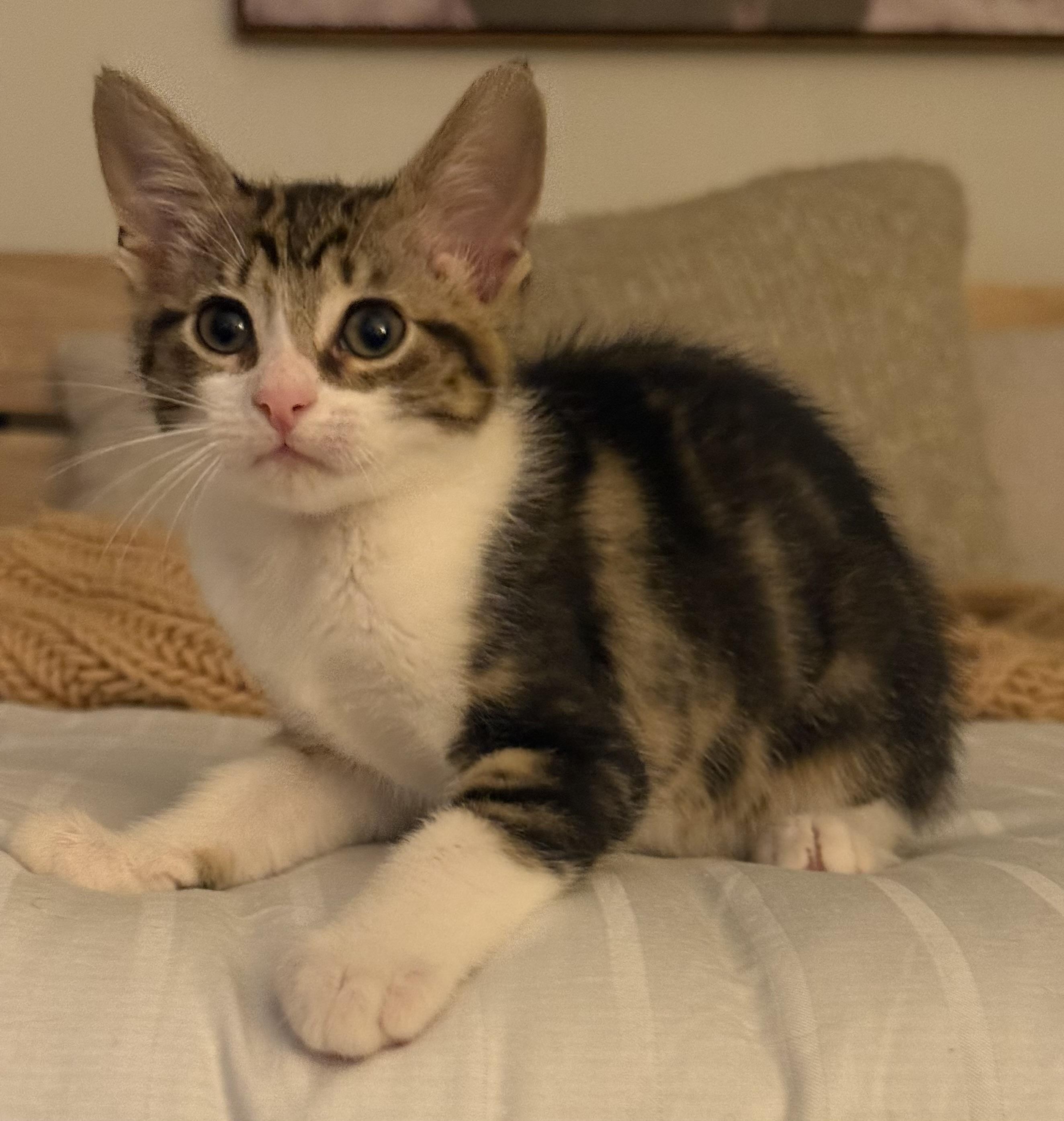 Lionel And Sargent thumbnail 3