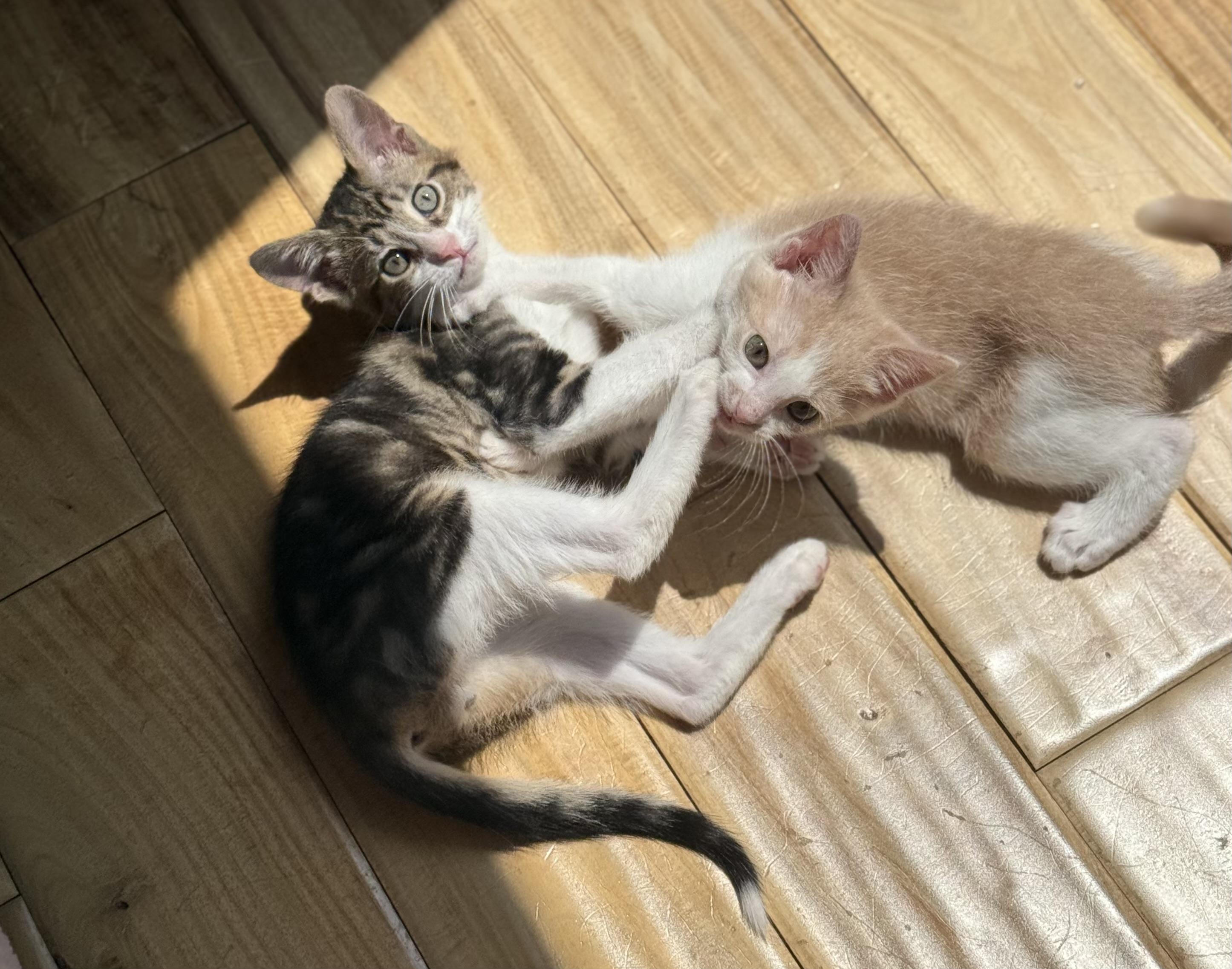 Lionel And Sargent thumbnail 4