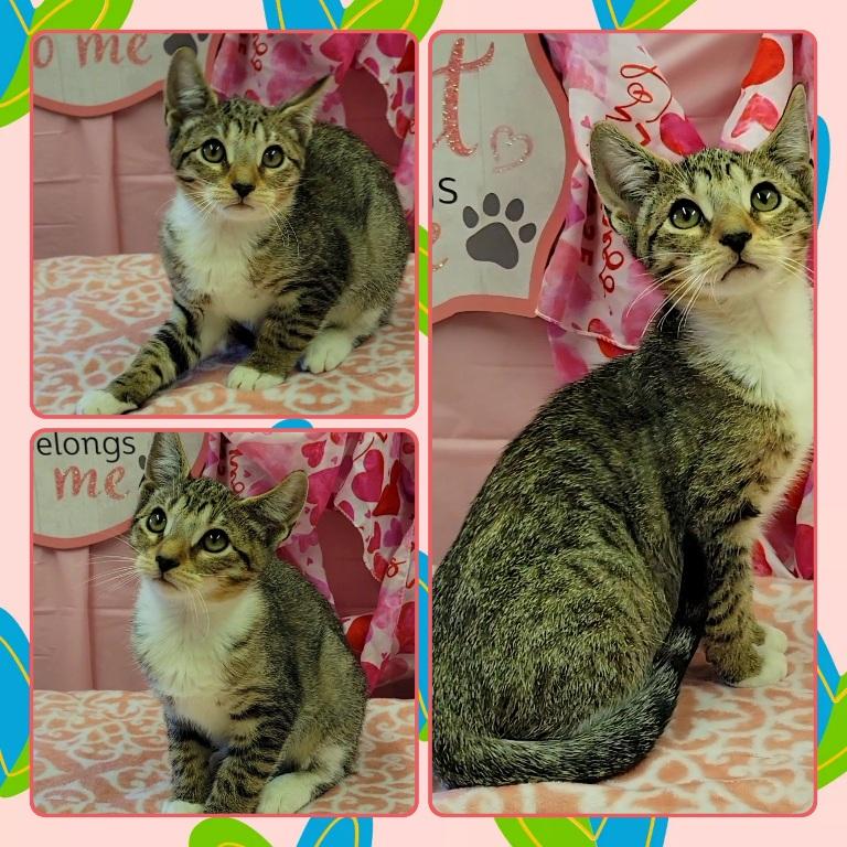 Enlarge KIPPER, a ADOPTABLE Domestic Short Hair in Buckhannon, WV image 1/1