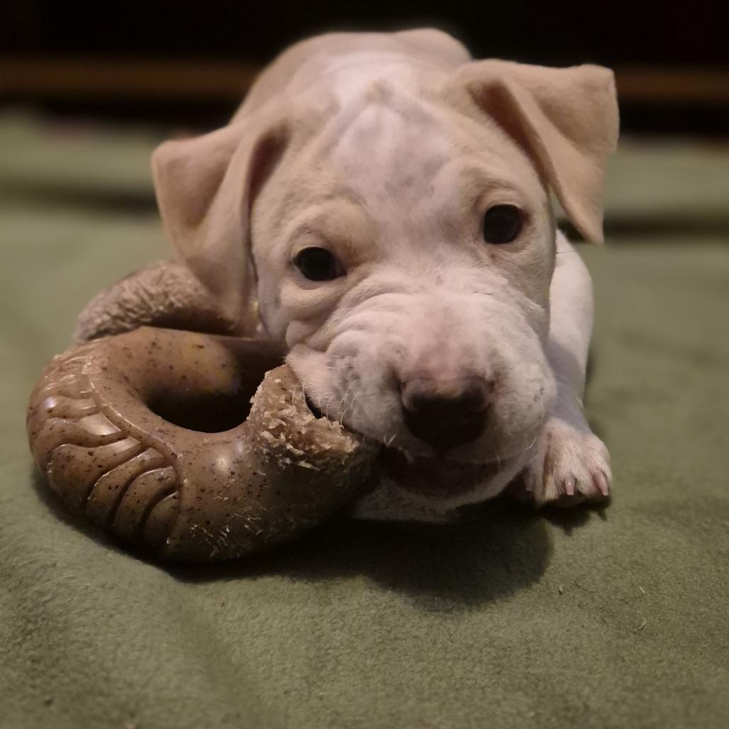 Enlarge Kane, a Adoptable Mixed Breed in Winston Salem, NC image 1/6