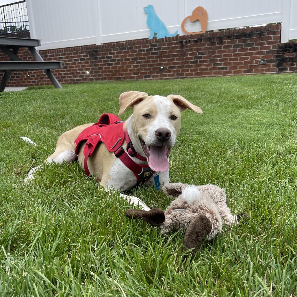 Kane, Adoptable, Young Male Mixed Breed.