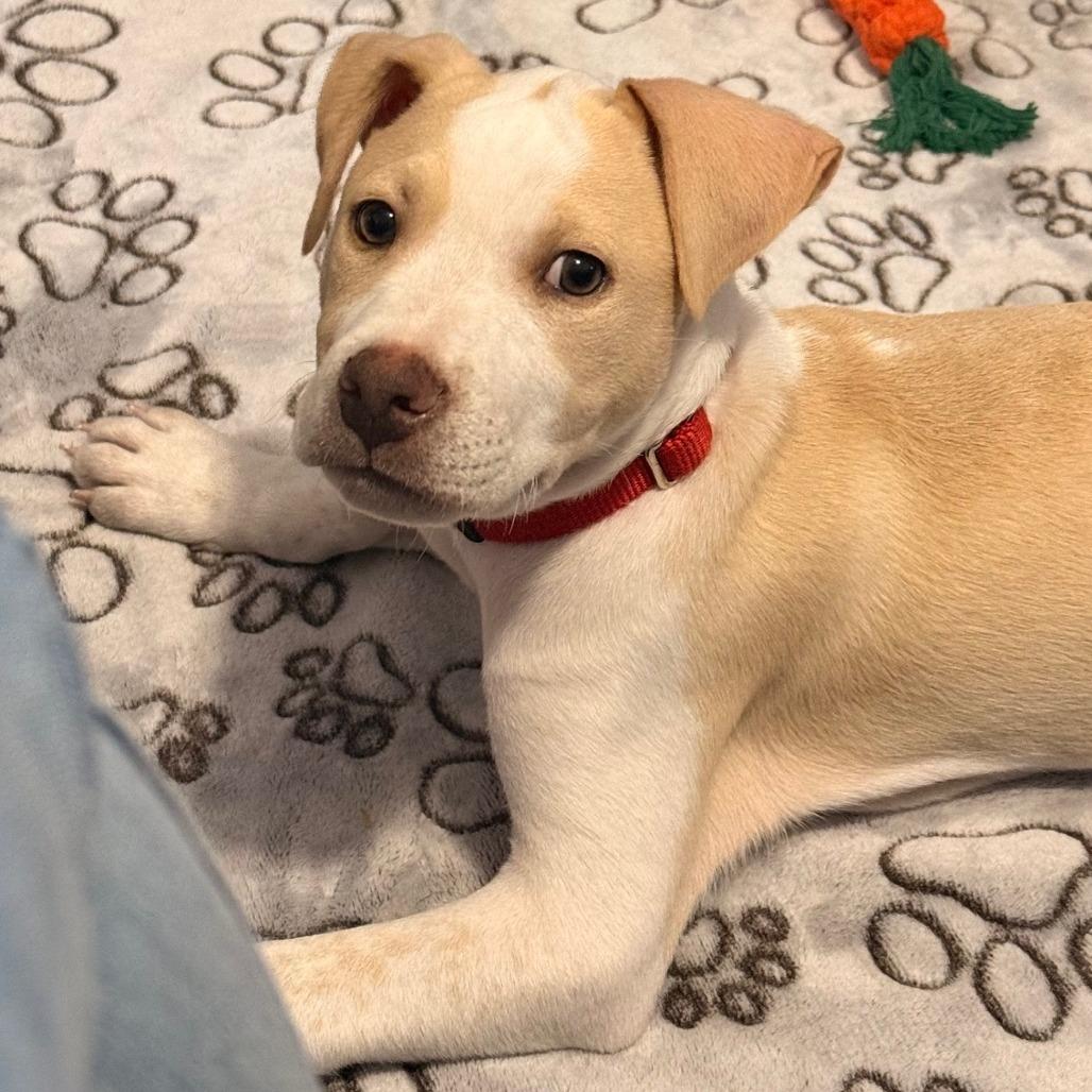 Enlarge Kane, a Adoptable Mixed Breed in Winston Salem, NC image 2/6